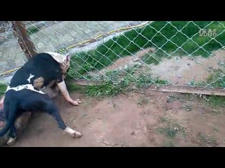 Собачьи бои питбуль vs сао алабай